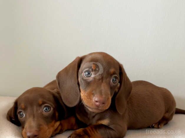 Beautiful dachshund puppies for sale in Llanelli, Carmarthenshire - Image 4