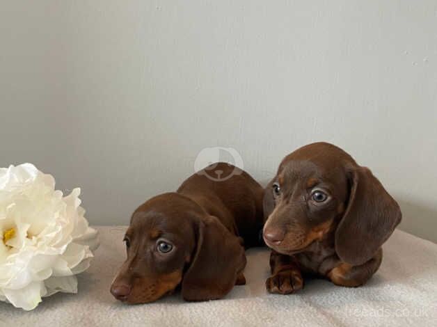 Beautiful dachshund puppies for sale in Llanelli, Carmarthenshire - Image 5