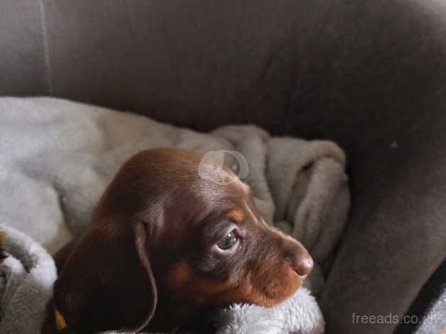 Beautiful dachshund puppies for sale in Llanybydder, Carmarthenshire