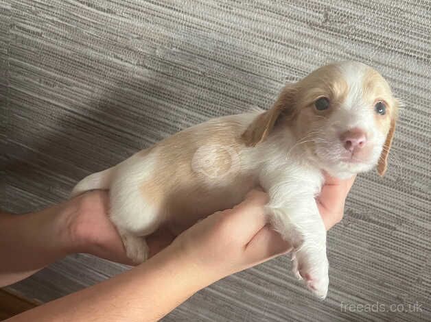 Dachshund Puppies for sale in Bridgend