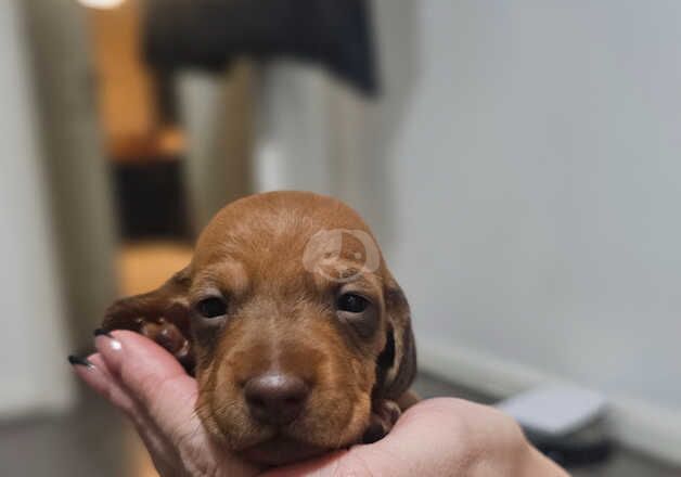 Beautiful Dachshund Puppies for sale in Newtownards, Ards