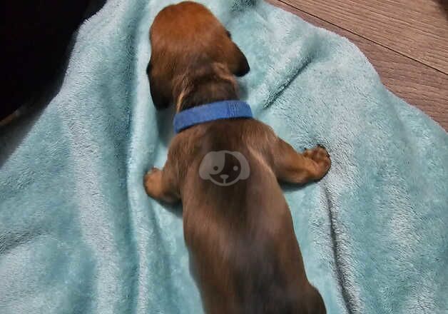 KC Registered Dachshund Puppies for sale in Ards