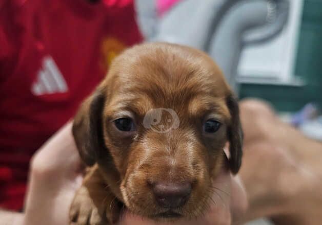 Beautiful Dachshund Puppies for sale in Newtownards, Ards - Image 4