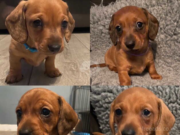 Beautiful Dachshund Puppies for sale in Paignton, Devon