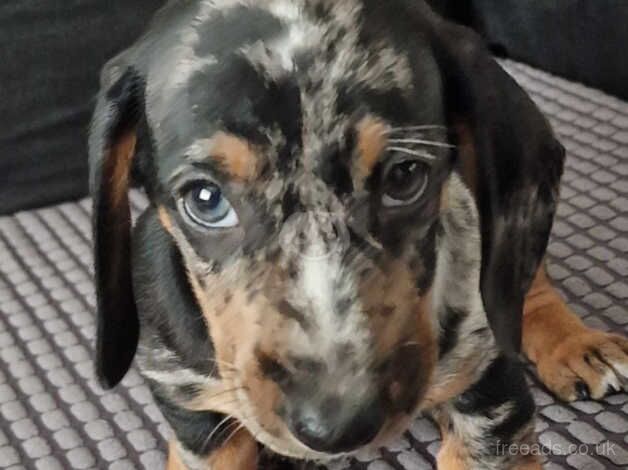 Beautiful Dachshund puppies for sale in St. Helens, Merseyside