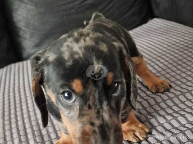 Beautiful Dachshund puppies for sale in St. Helens, Merseyside - Image 3