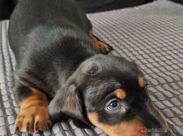 Beautiful Dachshund puppies for sale in St. Helens, Merseyside - Image 5