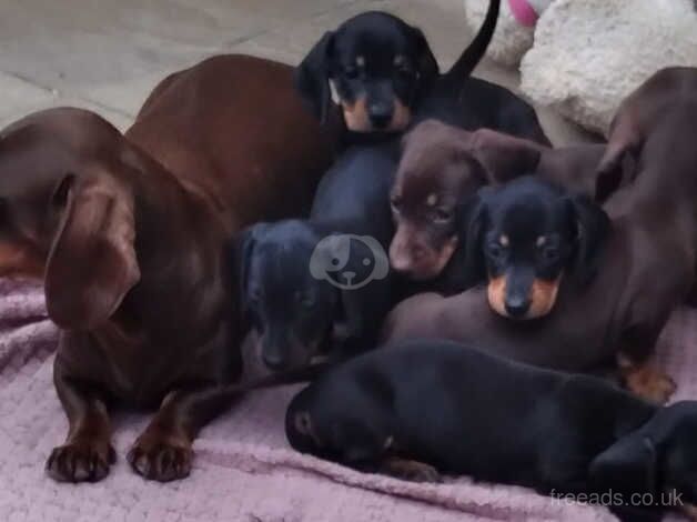 Beautiful dachshund puppies for sale in Taunton, Somerset