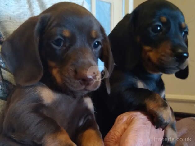 Beautiful dachshund puppies for sale in Taunton, Somerset - Image 2