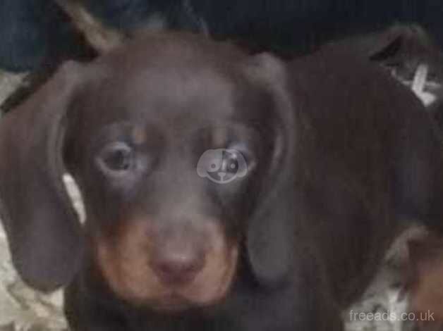 Beautiful dachshund puppies for sale in Taunton, Somerset - Image 3