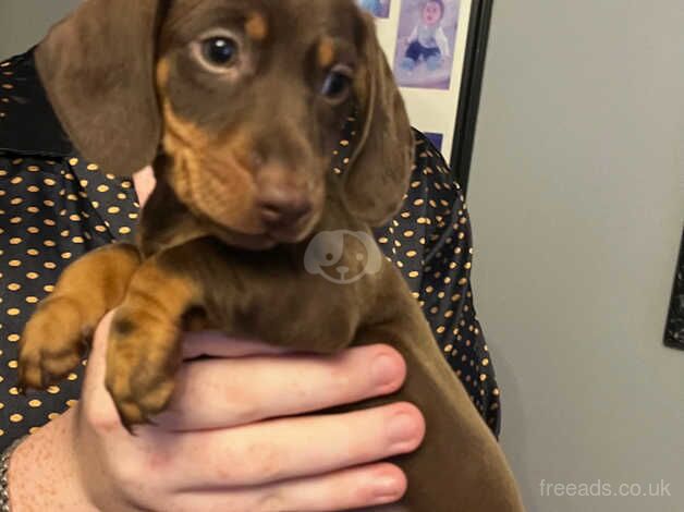 Beautiful dachshund puppies ready for there forever home for sale in Cranleigh, Surrey