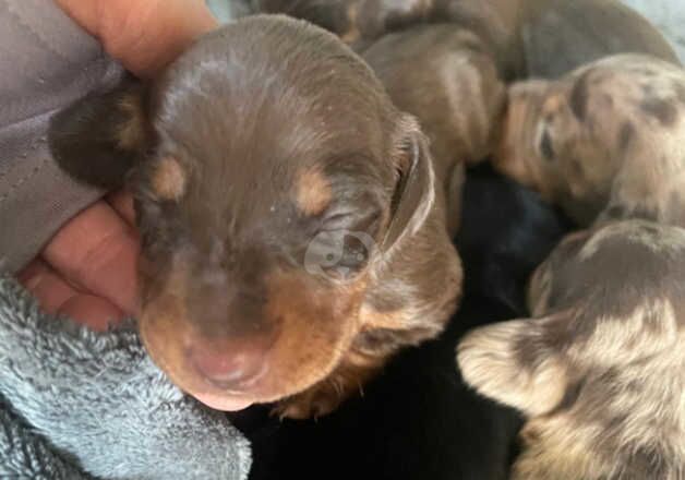 Dachshunds for sale in Houghton-Le-Spring, Tyne and Wear