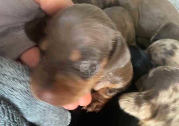 Dachshund Puppies for sale in Tyne and Wear