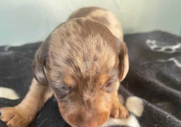 Beautiful Dachshund Puppy's for sale in Houghton-Le-Spring, Tyne and Wear - Image 5