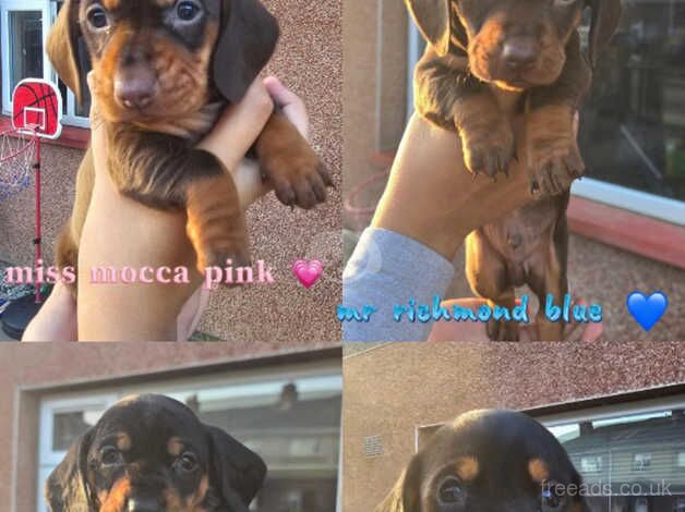 Beautiful dachshund pups for sale in Worksop, Nottinghamshire