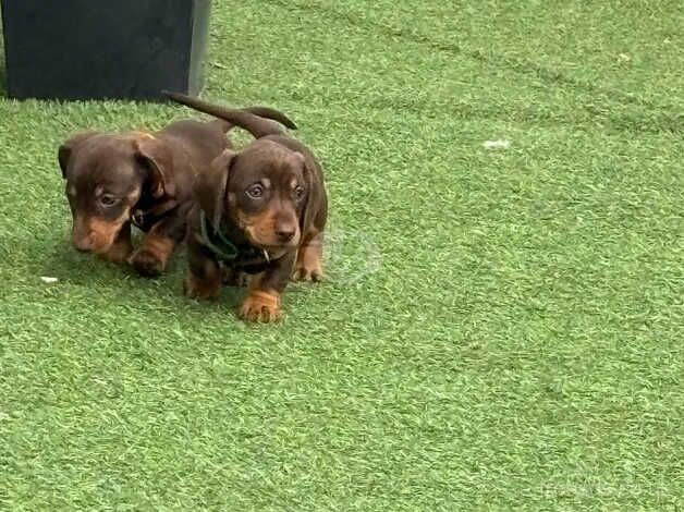 Beautiful dachshunds. for sale in Newark, Orkney Islands