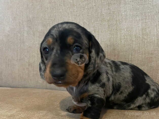 Beautiful Dachshunds for sale in Plymouth, Devon