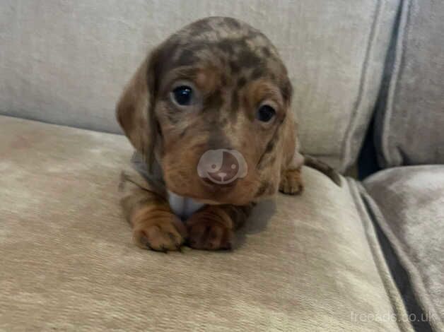 Dachshunds for sale in Plymouth, Devon