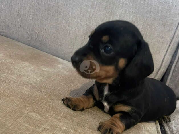 Dachshund Puppies for sale in Devon