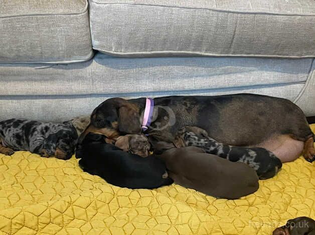 Dachshund Puppies for sale