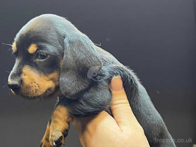 Beautiful dachshunds puppies for sale in Walsall, West Midlands