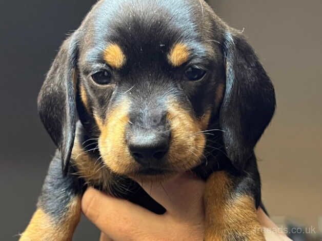 Beautiful dachshunds puppies for sale in Walsall, West Midlands - Image 3