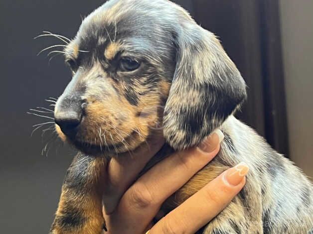 Beautiful dachshunds puppies for sale in Walsall, West Midlands - Image 4