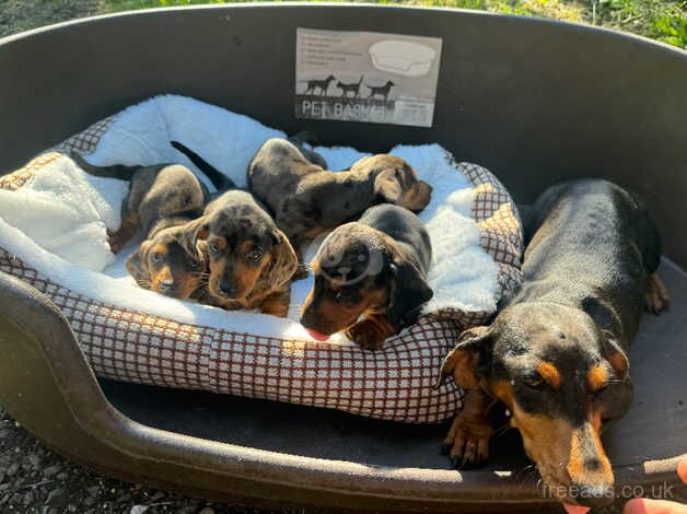 Beautiful dachshunds waiting from new home for sale in Welwyn Garden City, Hertfordshire