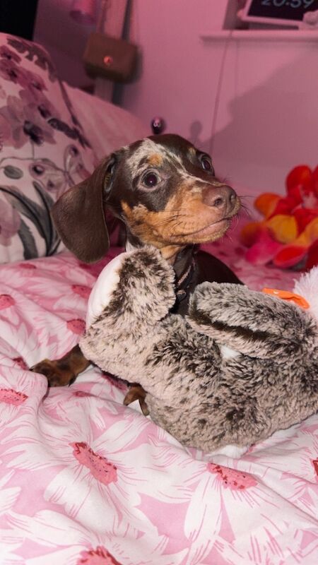 Beautiful daple dachshund for sale in Norwich, Norfolk