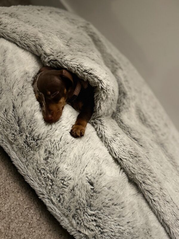 Beautiful daple dachshund for sale in Norwich, Norfolk - Image 2