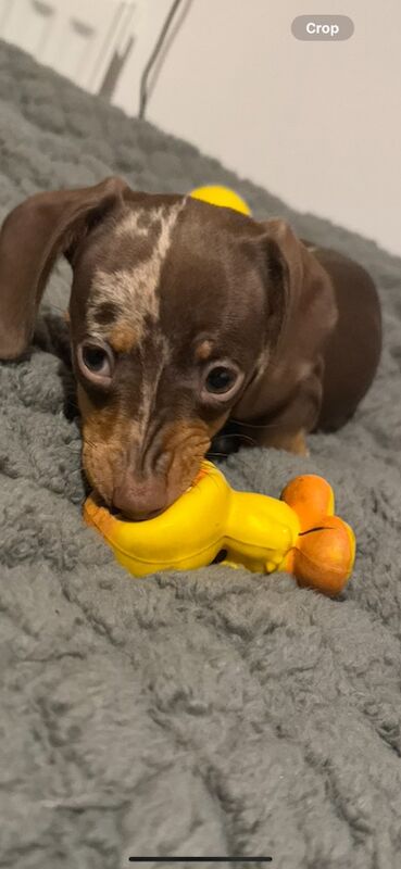 Beautiful daple dachshund for sale in Norwich, Norfolk - Image 4