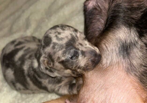 Dachshund Puppies for sale in West Midlands