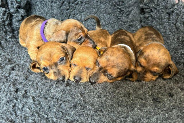 Beautiful dapple miniature dachshund puppies for sale in Bridgwater, Somerset