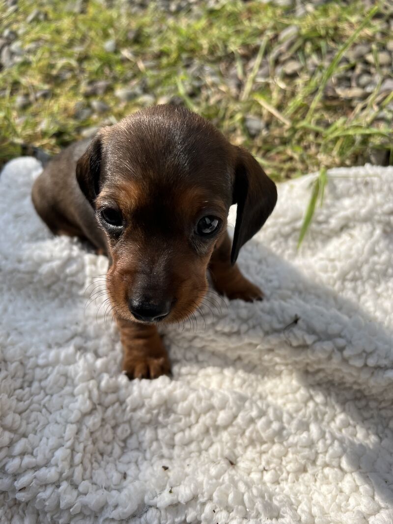 Beautiful daschund puppies for sale in Dumfries, Dumfries and Galloway