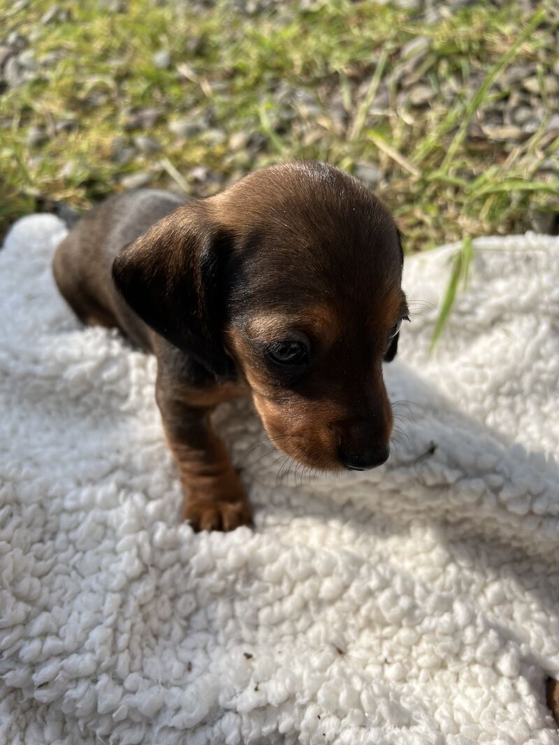 Dachshunds for sale in Dumfries, Dumfries and Galloway