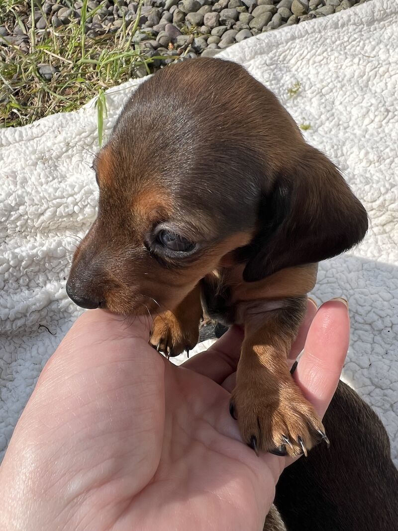 Dachshund Puppies for sale in Dumfries and Galloway