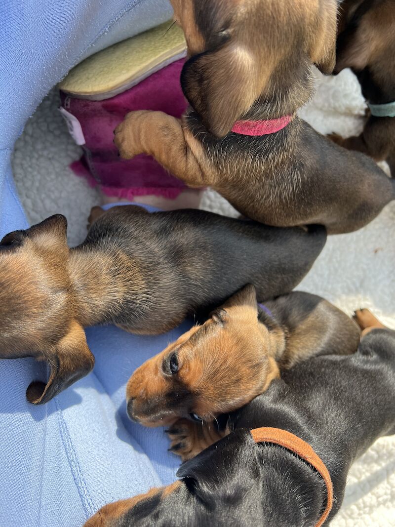 Dachshund Puppies for sale