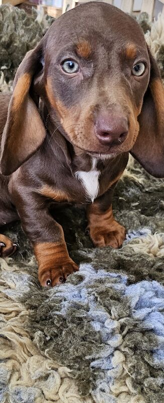 Beautiful daschunds boys Ready now for sale in Kidderminster, Worcestershire