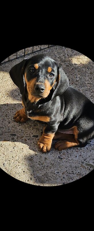 Beautiful daschunds boys Ready now for sale in Kidderminster, Worcestershire - Image 2