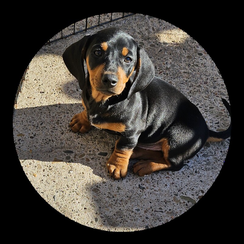 Dachshund Puppies for sale