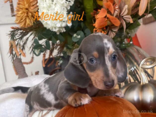 beautiful daschunds for sale in Gloucestershire