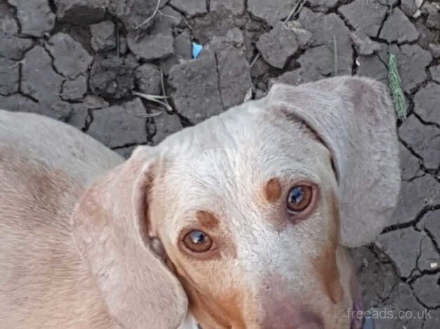 beautiful daschunds for sale in Gloucestershire - Image 2