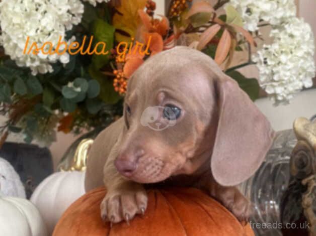 beautiful daschunds for sale in Gloucestershire - Image 3