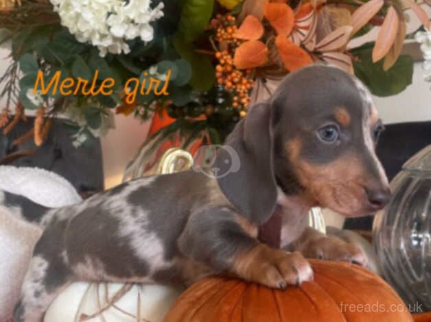 beautiful daschunds for sale in Gloucestershire - Image 5