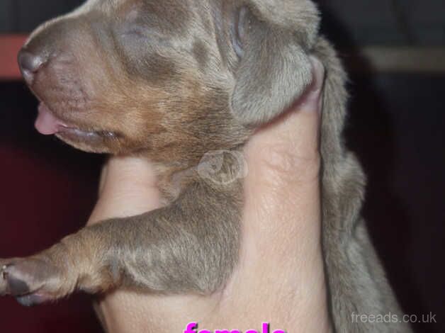 Beautiful dashuand puppies for sale in Kidderminster, Worcestershire - Image 2