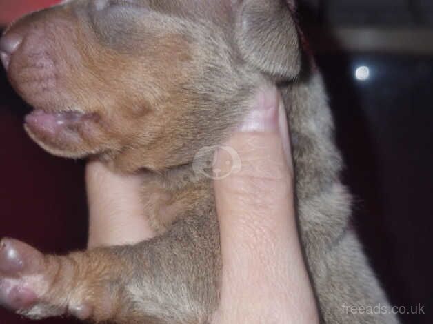 Beautiful dashuand puppies for sale in Kidderminster, Worcestershire - Image 3