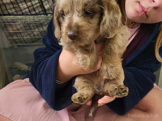 Beautiful doxiepoo puppys ready to leave now for sale in Evesham, Worcestershire