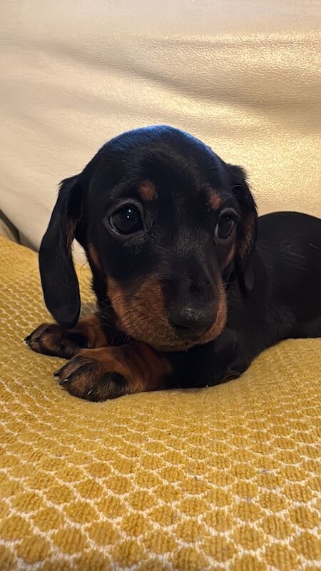 Beautiful female mini dachshund puppies for sale in Faringdon, Oxfordshire