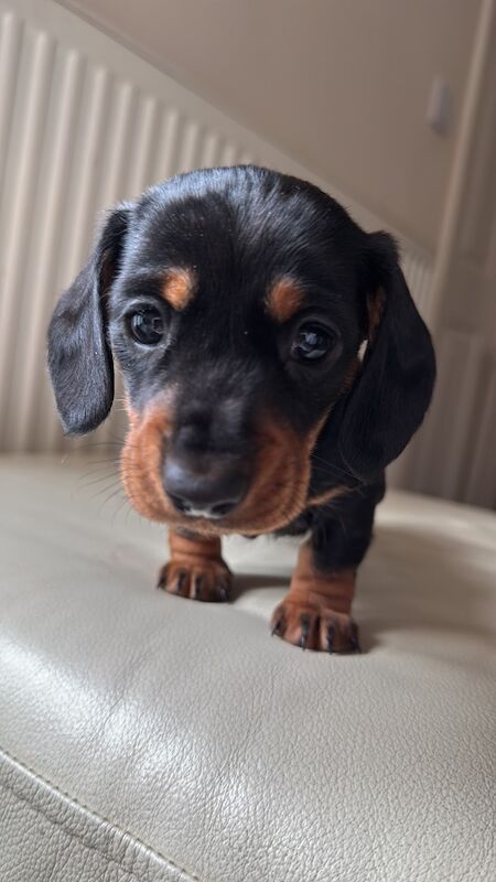 Beautiful female mini dachshund puppies for sale in Faringdon, Oxfordshire - Image 2