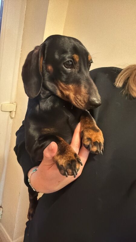 Beautiful female mini dachshund puppies for sale in Faringdon, Oxfordshire - Image 3